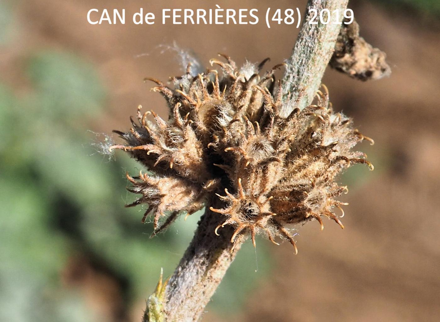 Horehound, White fruit